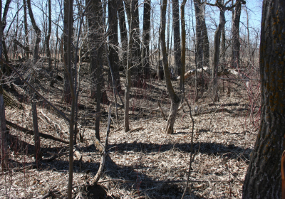 Eastern Riparian Forrest 09