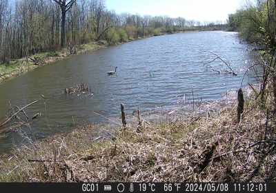 Canada Geese1