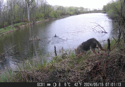 Coyote on Cote Near Miss