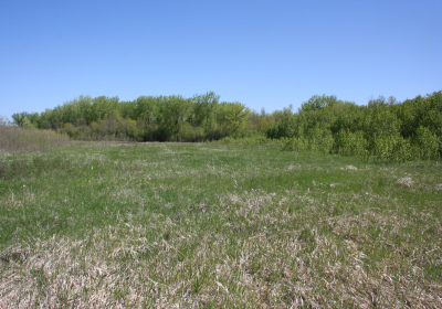 Praire Grassland 04