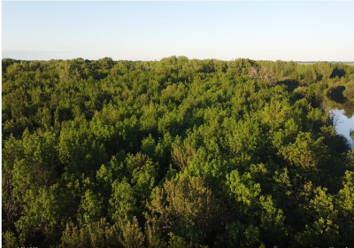 Forrest Canopy Scan