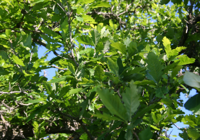 Oak Leaves