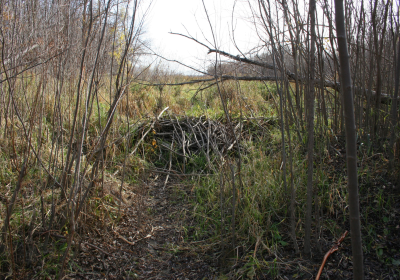 Oxbow North Beaver Dam 01