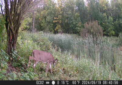 Female Deer Oxbow North