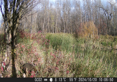Racoon Oxbow North
