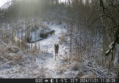 Female Deer 4